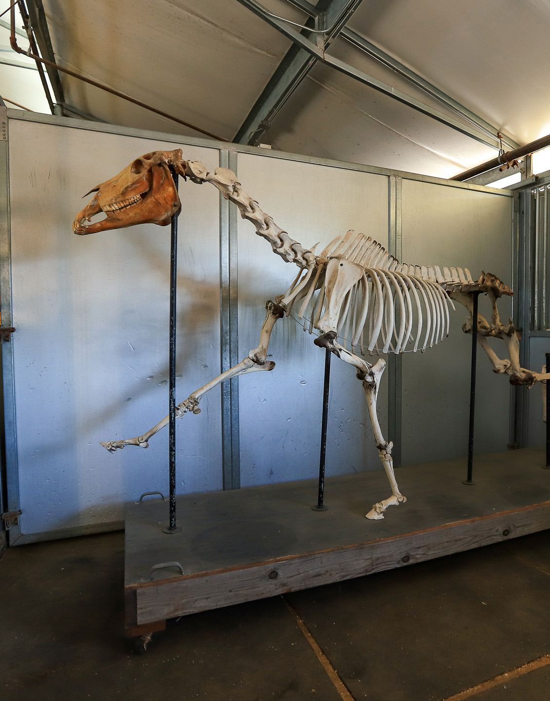 contact-artaurus-equine