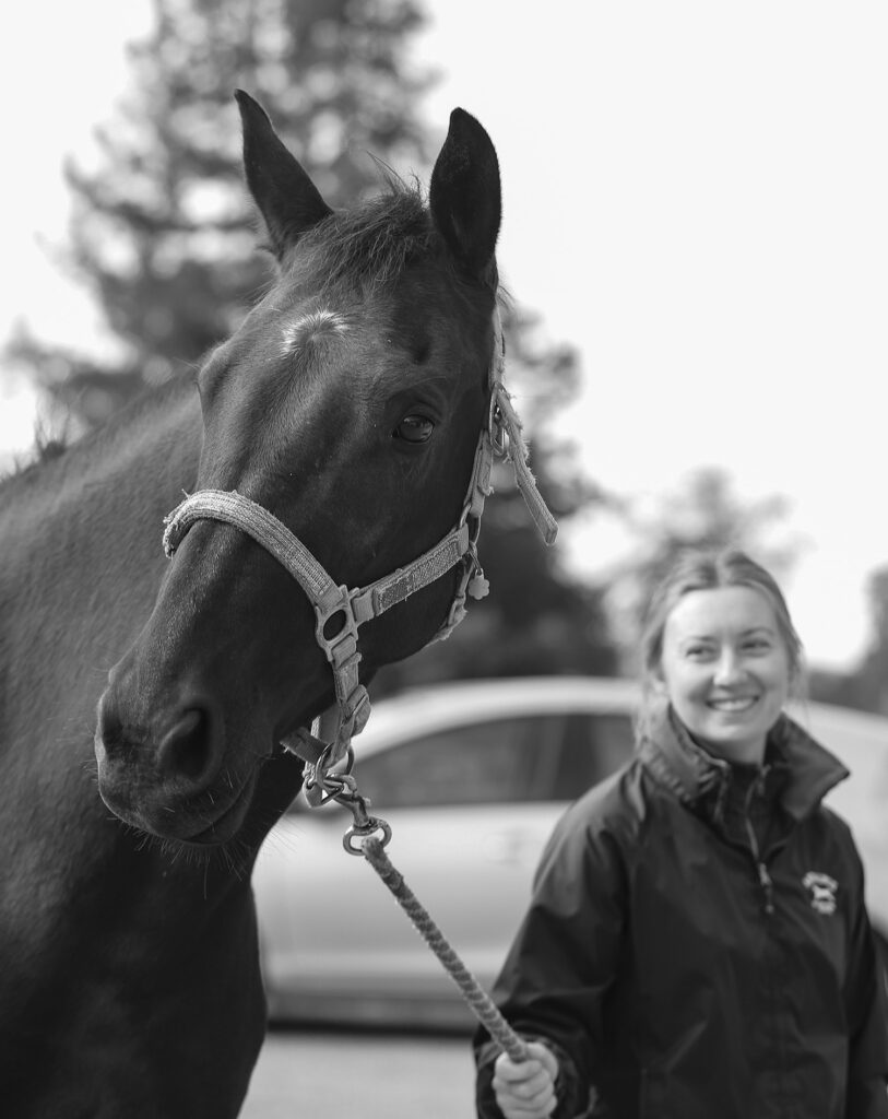 veterinary-services-artaurus-equine