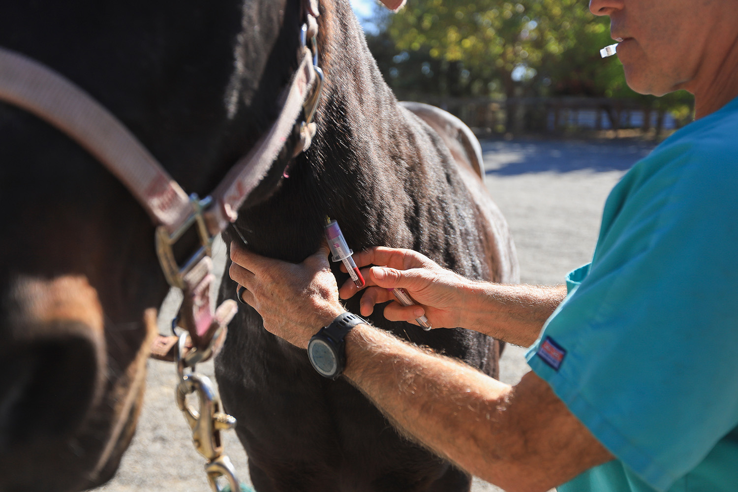 veterinary-services-gallery-6